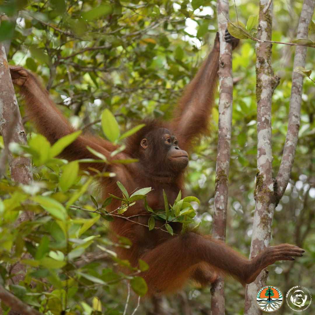 New Mona story! Eight-year-old orphaned orangutan Mona, in our soft-release programme in Lamandau Wildlife Reserve, continues to progress as she refines her skills by observing and copying other orangutans around her.🦧 Reading more of Mona’s story here: orangutan.org.uk/blog/orangutan…