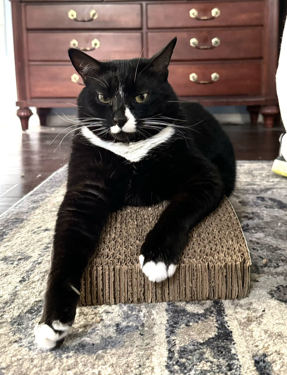 Rachel is here to teach you about sleeping on the scratcher and scratching on the carpet.