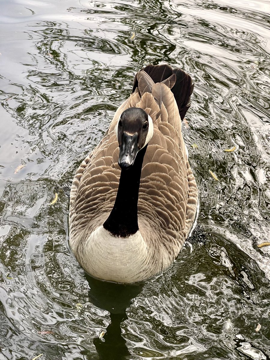 A visit to the local park this morning was a welcome diversion. As this bird approached me and Molly the Cavapoo, one thing came immediately to mind….´Talk to me Goose’. I did say hello but it fell on deaf ears. ⁦@ThePhotoHour⁩ #Goose #Bird