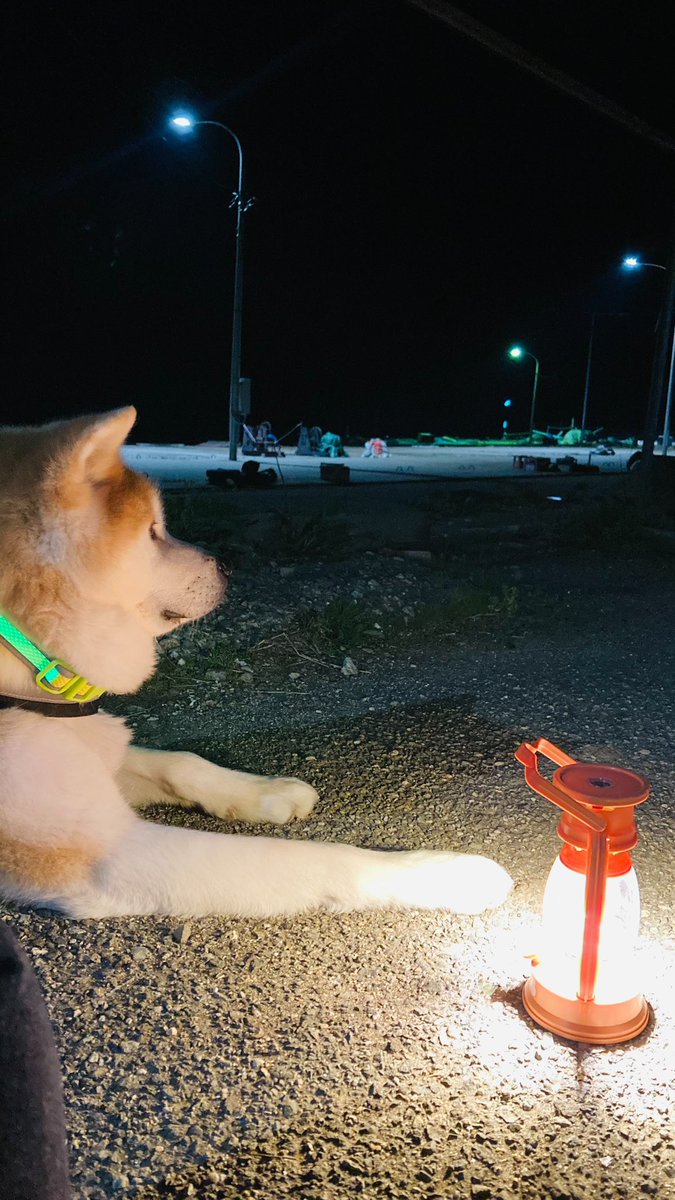 ＜ ランタンいいね💡

#秋田犬 #飛島 #akitainu #Tobishima