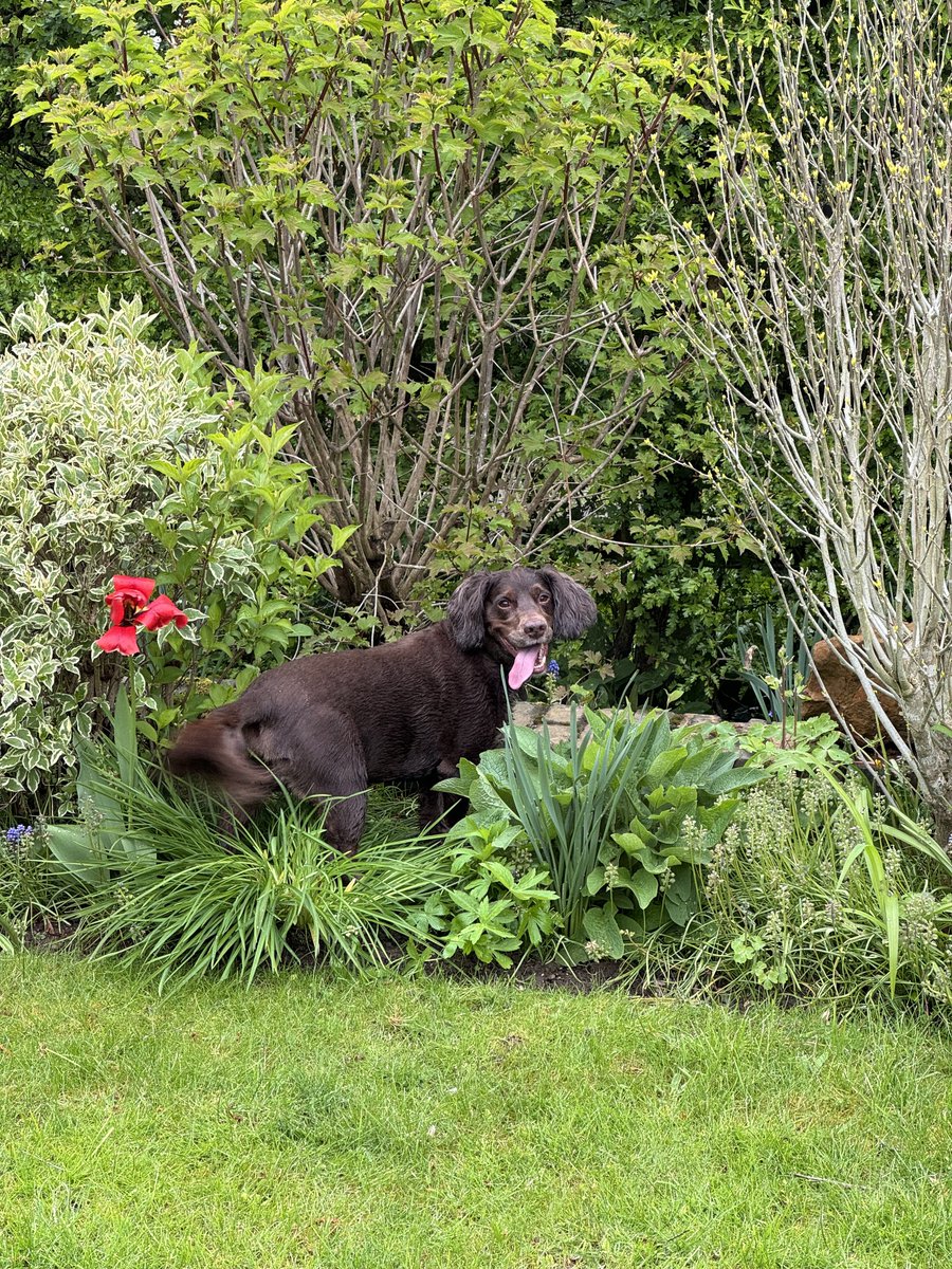 If you don’t get off mum’s garden, we’re both in trouble 🐕‍🦺🫣📸 #tongueouttuesday