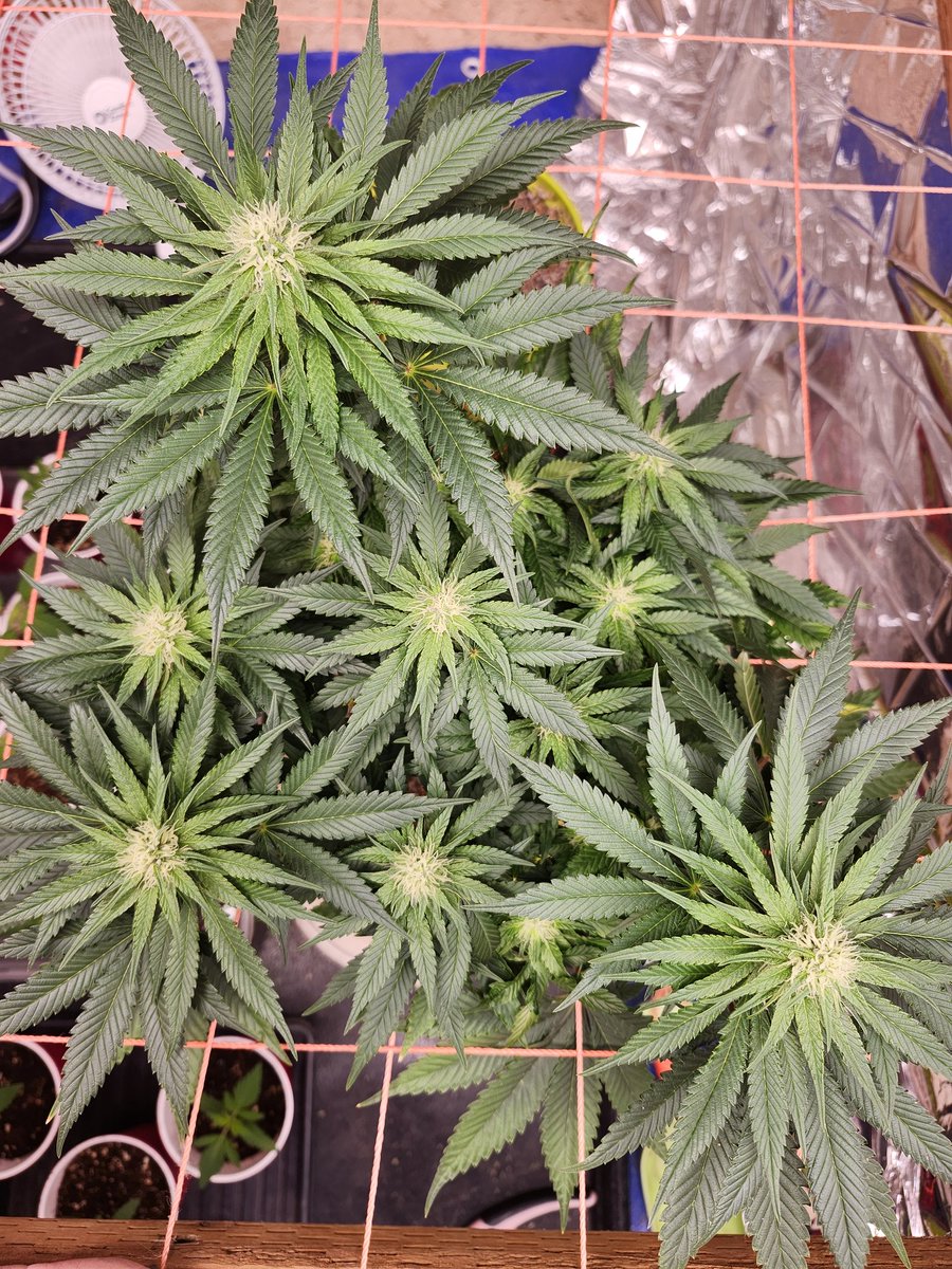 What's up growmies? Happy Tuesday to ya. Hope yall have an awesome day. It's day 24 of flower for the remix from @PStarseed420 . And the 16 solos are on day 18 from seed. Stay medicated and safe out there friends. Much love.✌️💚