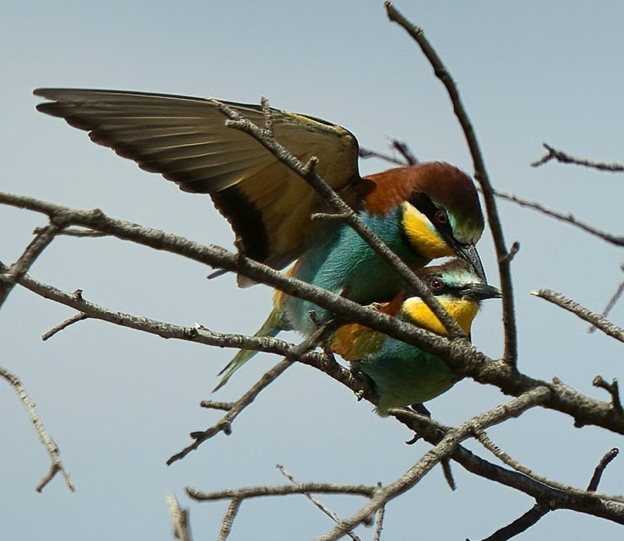 Gerry Capelin tweet media
