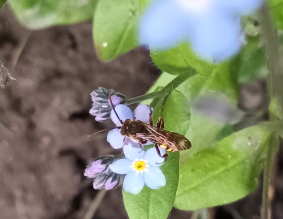 A selection of pollinators in the garden today. No photos of the tree bee or orange-tip.