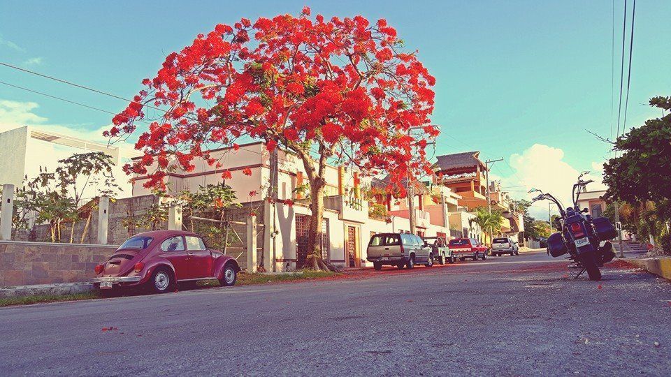 🌸 Spring has sprung in Cozumel! Telmo's capturing the beauty of this season. Show off your home's spring vibes with a stunning pic. 📸 

#SpringInCozumel #HomeSweetSpring #FlowerPower #airbnbcozumel #islacozumel #cozumelmexico #cozumel #teamboostly  #vrbo  #vacationrentals