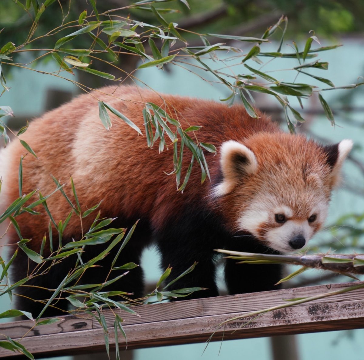 タイちゃんも匂いを嗅ぐだけ
昨年は食べてたよね？

#千葉市動物公園　#レッサーパンダ
#タイヨウ