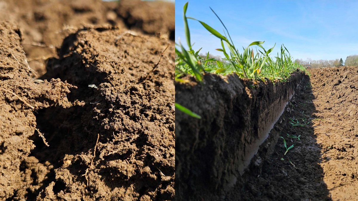 A farmer's pride and joy - healthy soil!  We nurture ours with lots of compost and cover crops.

#HealthySoil #FromTheField #OrganicAgriculture #SustainableAgriculture #FarmLife #CoverCrops