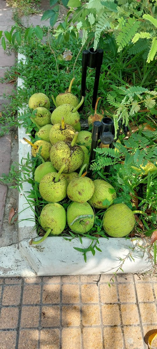 3 days ago I decided to cut back the breadfruit tree, and just use a ladder. 
Each branch is very big and heavy and had to lowered by rope gently. It half killed me standing on the ladder with wearing flip flops and not putting up the tower scaffolding.
What an old fool I am 🤦‍♂️