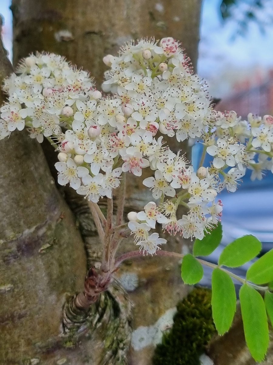 On the last day of April it is lovely to see this European mountain ash (sorbus aucuparia) blossoming on Reeves Rd #Chorlton.  #Bloomtown #BlossomWatch #hanami