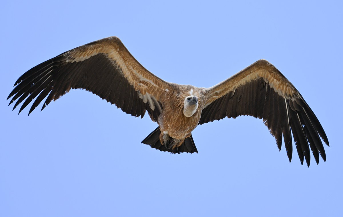 Arriving, Griffon Vultures #birding #visitgibraltar @gonhsgib