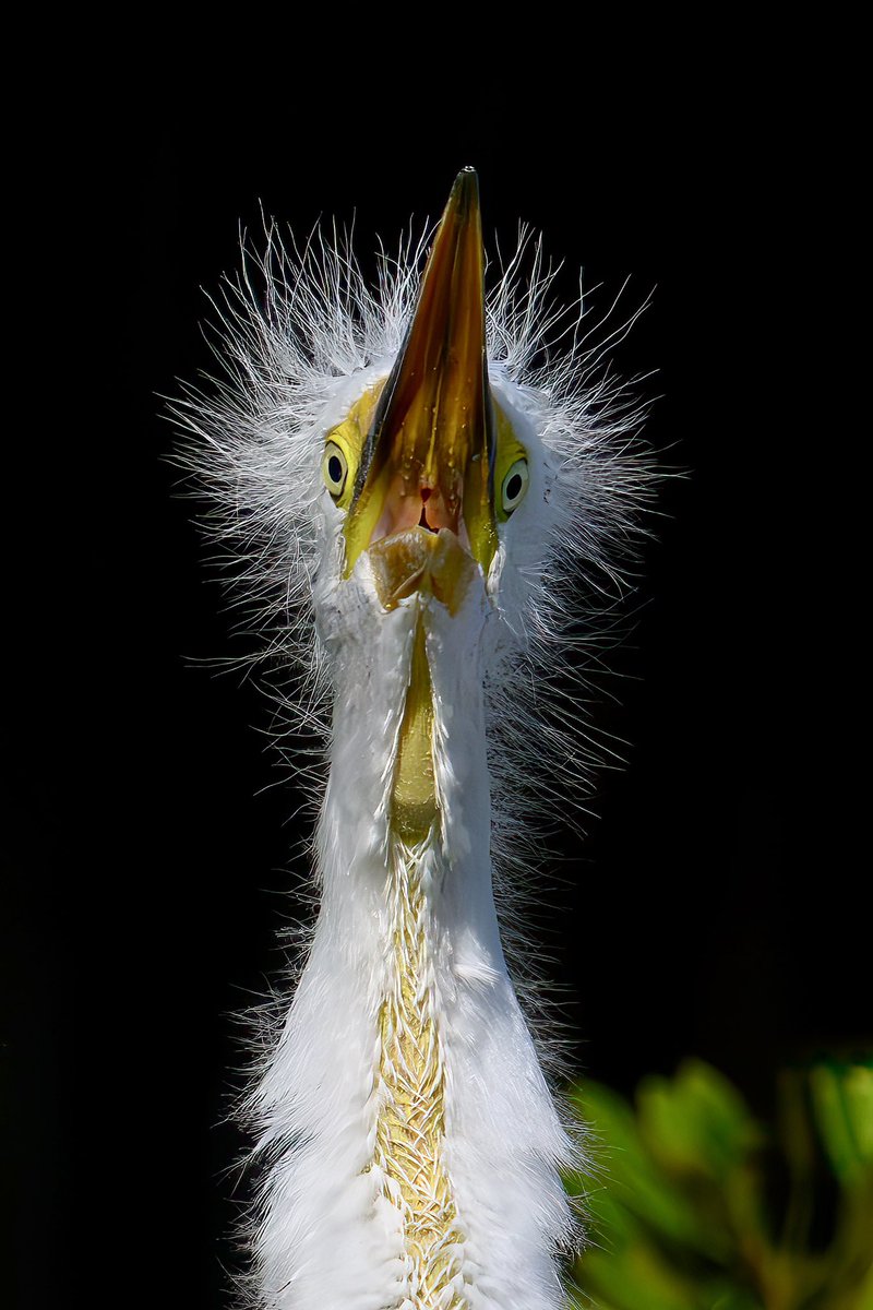 Great Egret chick anxiously awaiting to be fed, looking a little wild in late afternoon sunlight. Photographed with my @NikonUSA Z 9, 600mm f/4 TC lens with additional 2X to isolate the chicks. ☀️
#nikonambassador #birdphotography