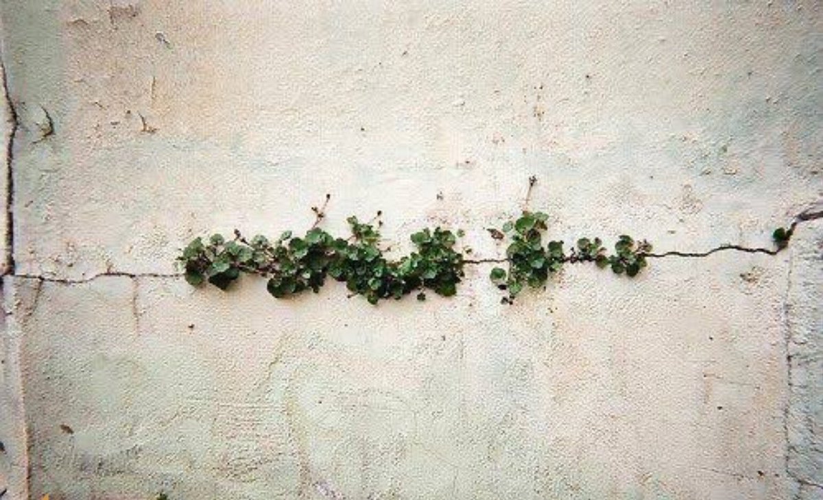 “Belki de kırılmasaydı, yeşillenmeyecekti..”