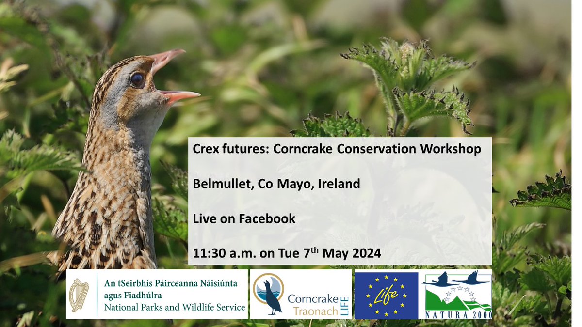 Our project will host a European workshop next week and the first day will be live-streamed. A range of speakers will give updates on Corncrake Conservation and start the conversation about the future of these birds: Join us online on May 7th😃 fb.me/e/4nkfbMXos