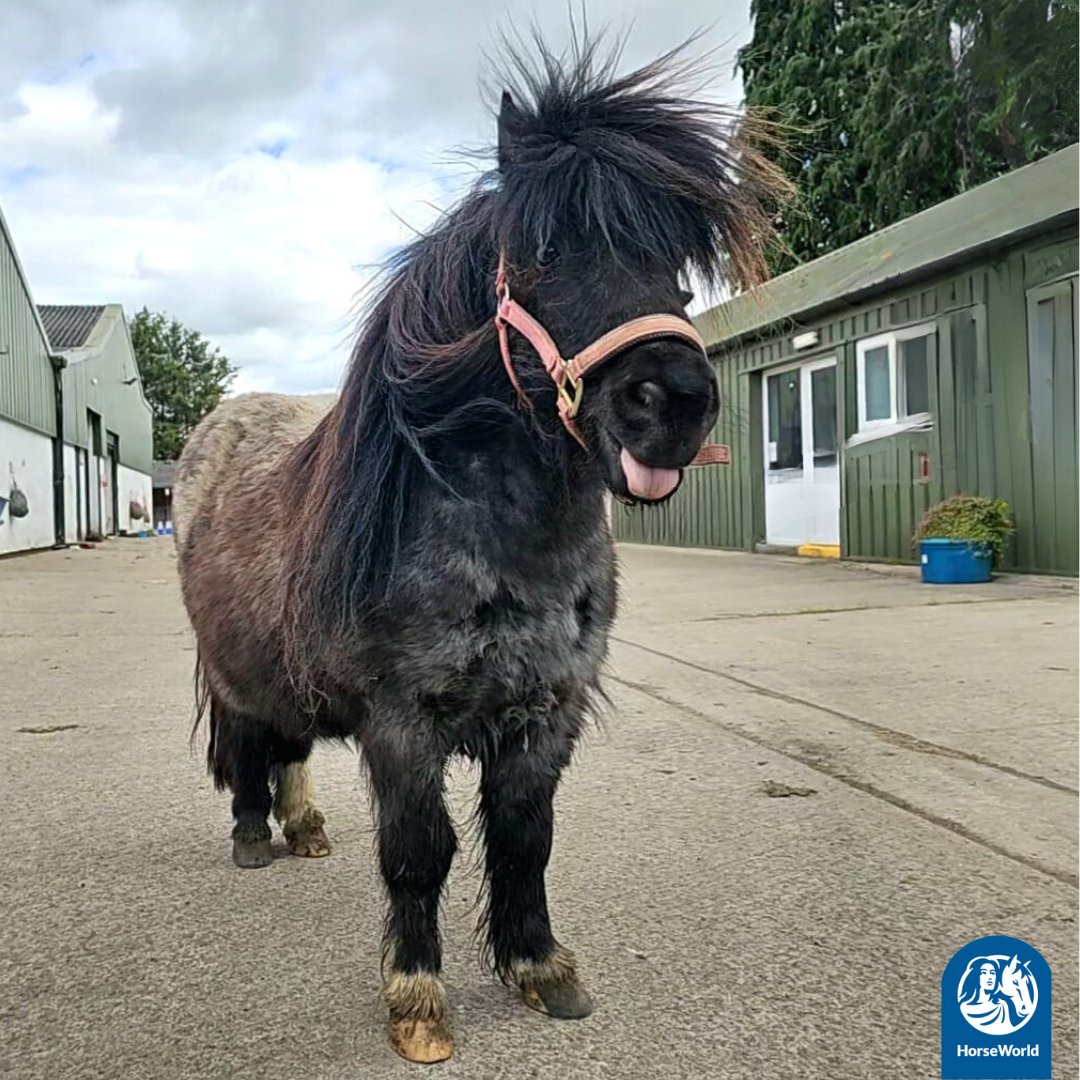 Artful Dodger just wanted to participate in this week's #TongueOutTuesday👅 

How did you think he did for his first try?😜

#HappyTuesday #ShetlandPony #RescuePony