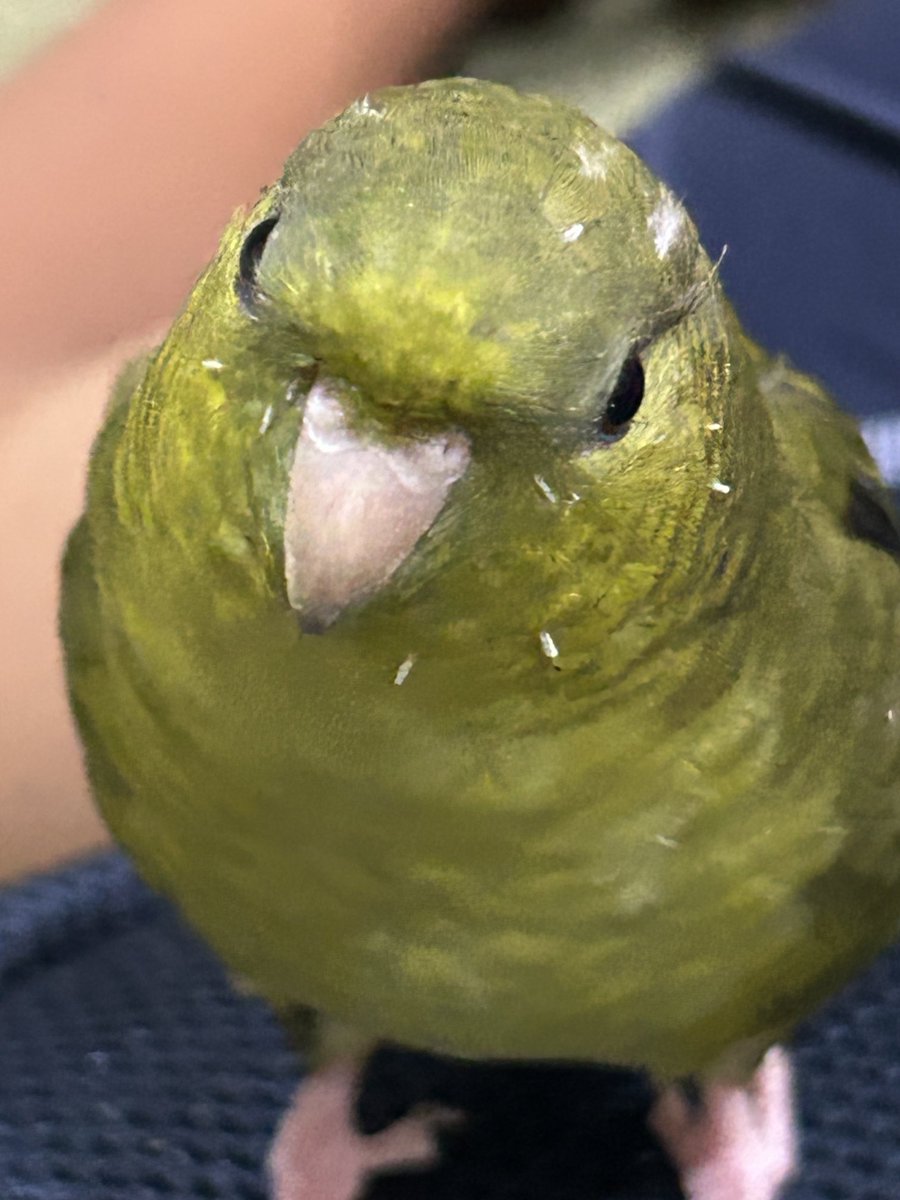 抹茶さん、今日は2才の誕生日😊
#サザナミインコ