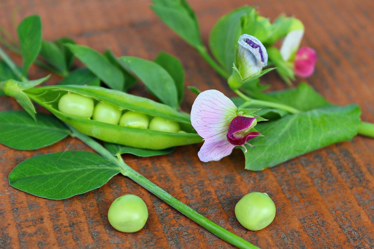 Pea plants that flower for longer buff.ly/3wfaEw8 via @UPV #PlantScience