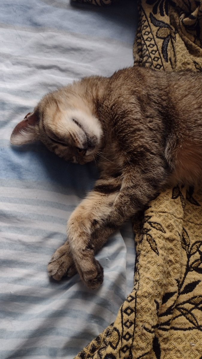 Se murió mi gata a sus 24 años. No tengo un recuerdo de la vida sin su existencia, así que también sentí que se murió una partecita de mí.