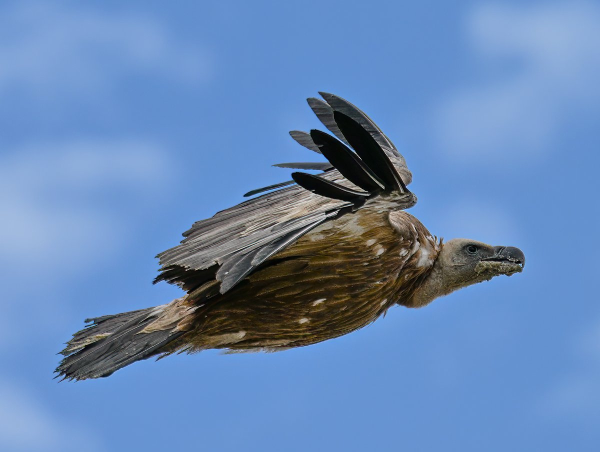 I do love Griffon Vultures #birding @gonhsgib #visitgibraltar