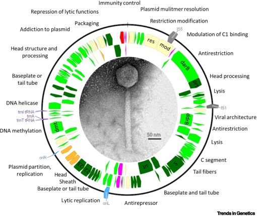 Exploring the role of phage plasmids in gene transfers dlvr.it/T6CxVM