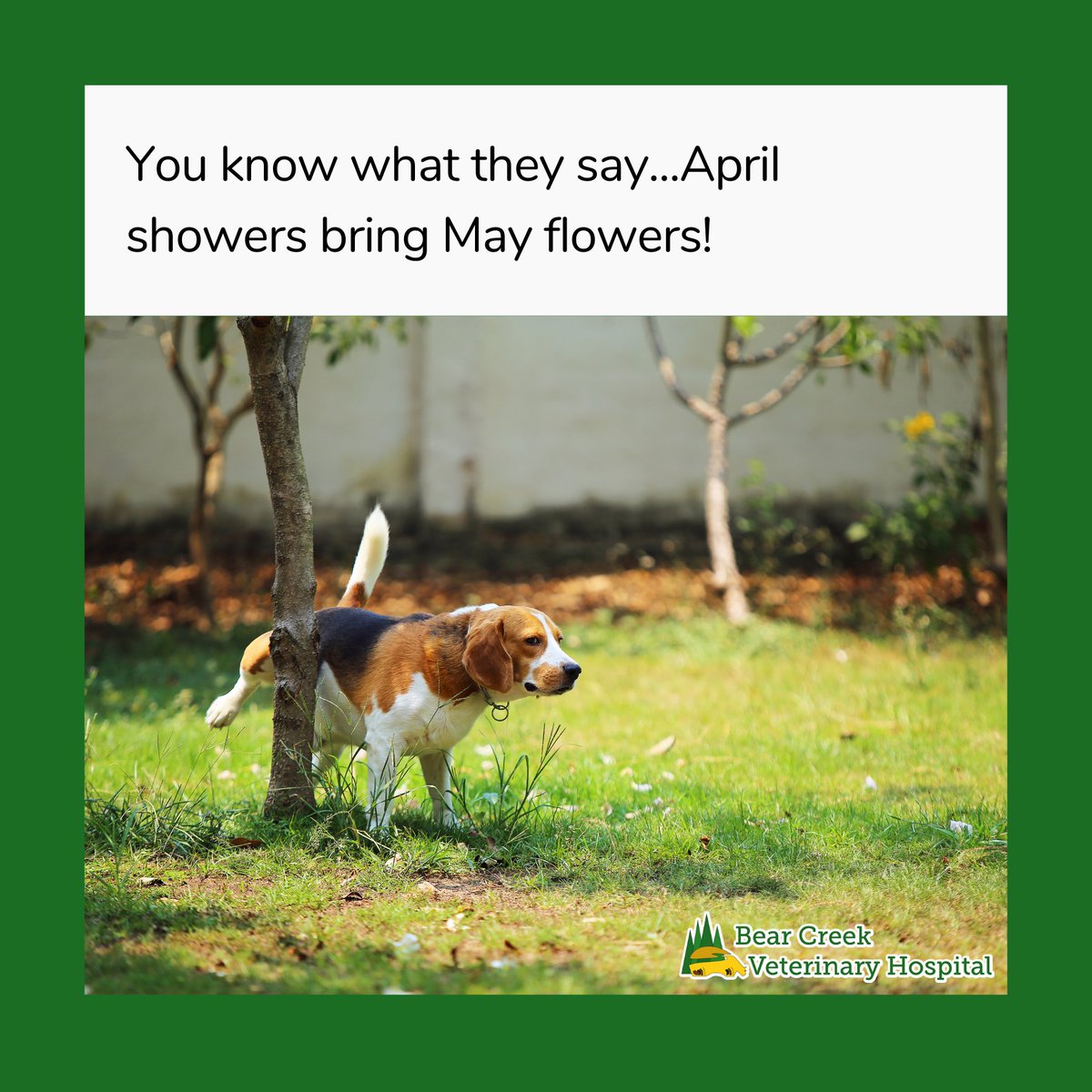 Technically that isn't completely wrong...😂🌻 #AprilShowers #DogMemes