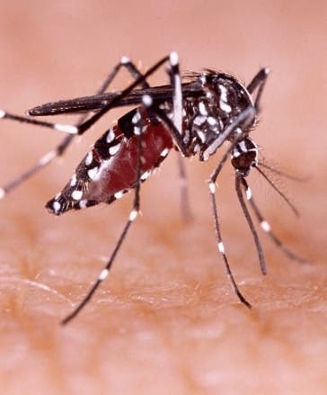 ElDia_do's tweet photo. Por las lluvias podría subir la incidencia del dengue 

https://t.co/586AmZROjf

 #Dengue #Digepi #incidencia #lluvias https://t.co/5PX3XIWGsj