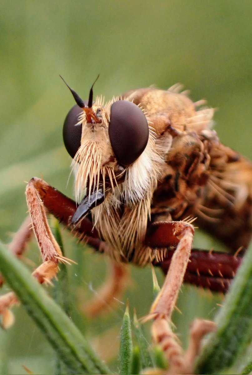 In honour of #worldrobberflyday, say hello to the wonderfully moustached maw of the Hornet Robberfly! #asilus