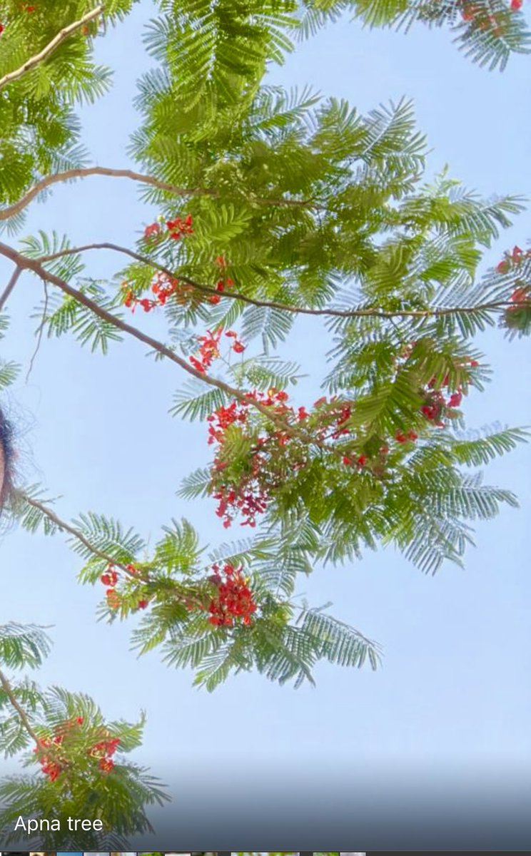 I planted this Gulmohar sapling in August 2020 , happy for him. 💐🌹🌹🌹