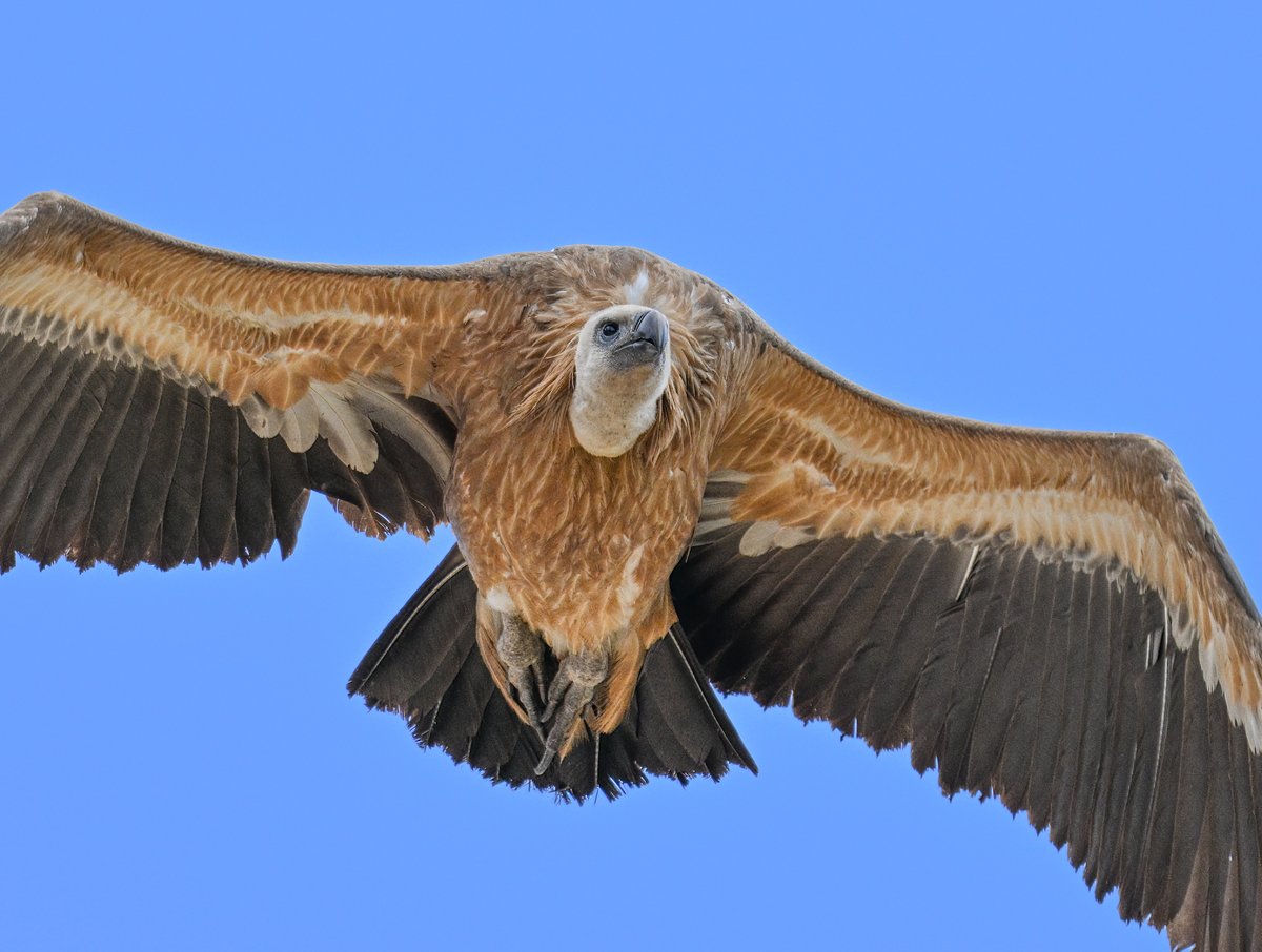 Griffon Vulture head on. #birding #visitgibraltar @gonhsgib