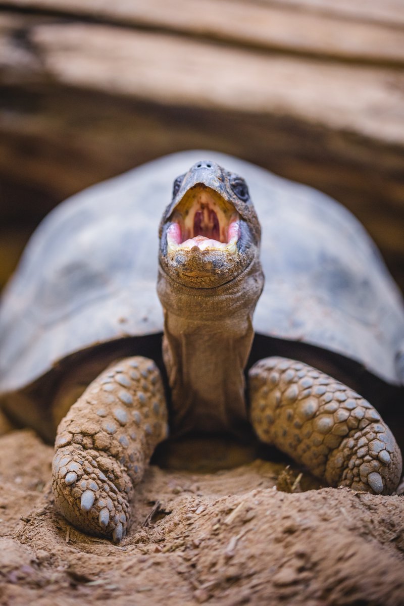 #TongueOutTuesday 😛 #ToledoZoo #ToledoOhio #Zoo #Tortoise