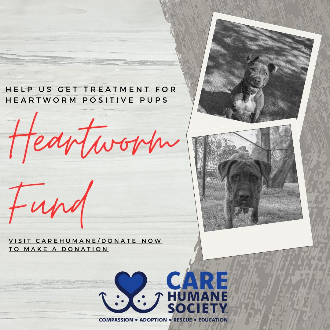 🐾❤️ Last Chance to Make a Difference! Heartworm Awareness Month is Ending Soon. 🐾❤️ Donate today and help us make a lasting difference in the lives of pets and their families! buff.ly/3xVv1yO Venmo: Care-Humane-Society 🐾❤️ #HeartwormAwareness #LastChanceToDonate