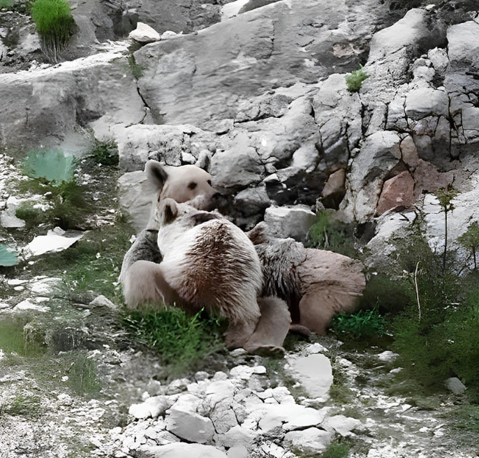 Tunceli'de anne ayı, yavrularını emzirirken görüntülendi.