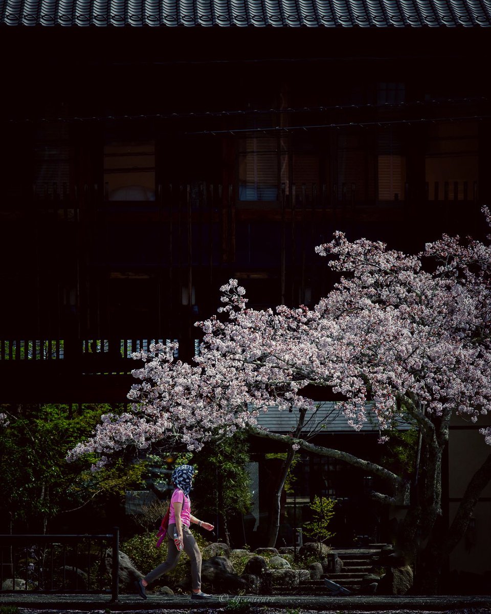 ピンクの共演

#cherryblossom #cherryblossoms
#桜 #サクラ #さくら
#ファインダー越しの私の世界
#写真で伝える私の世界
#写真で奏でる私の世界