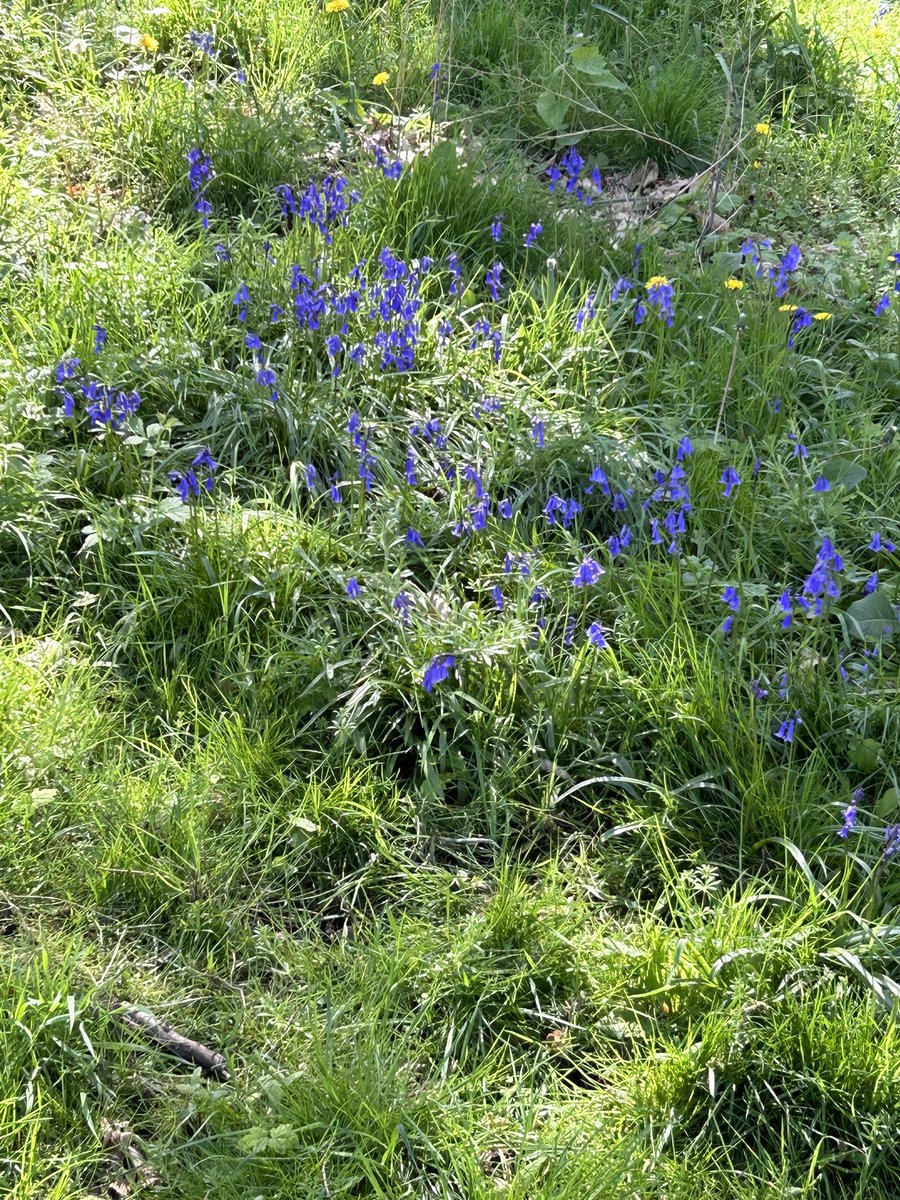 Beautiful day, a bit of sunshine makes everything feel better #sunnywalks #calkeabbey.