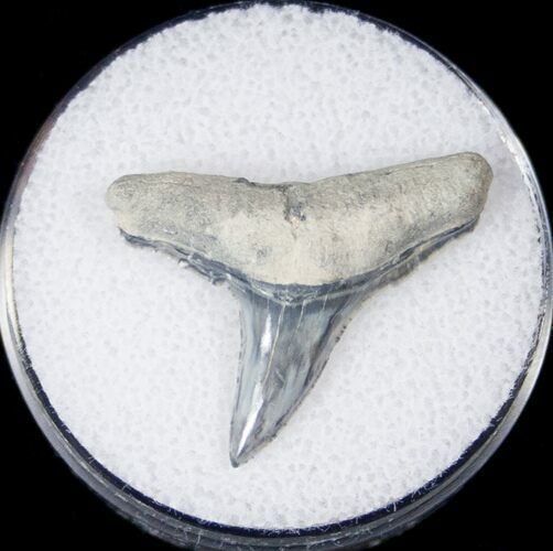 Hello #SharkToothTuesday! Here are the rules: 1. Look at le tooth. 2. Guess shark species that le tooth belongs to (without looking it up). 3. Wait for me to tell you the answer at the end of the day. Simple! Good luck! Photo: Fossil Era #scicomm