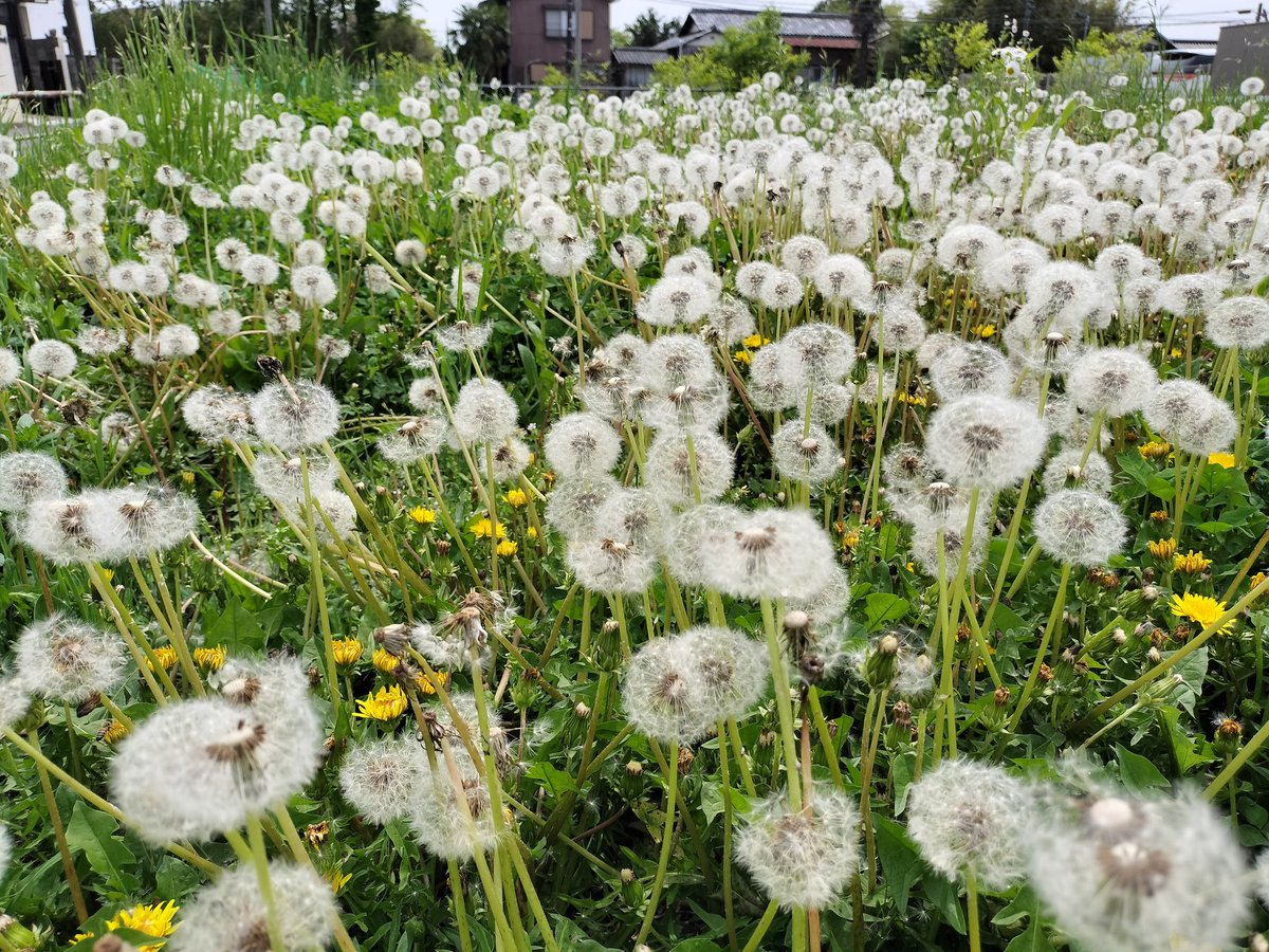 #InternationalDayoftheDandelion
タンポポの日らしいのでこの間撮った超高密度タンポポの綿毛畑。
昔これ吹いて遊んでたら耳に入ると危ないよと言われた覚えがあるけど、入らないですよねぇ👂🤔