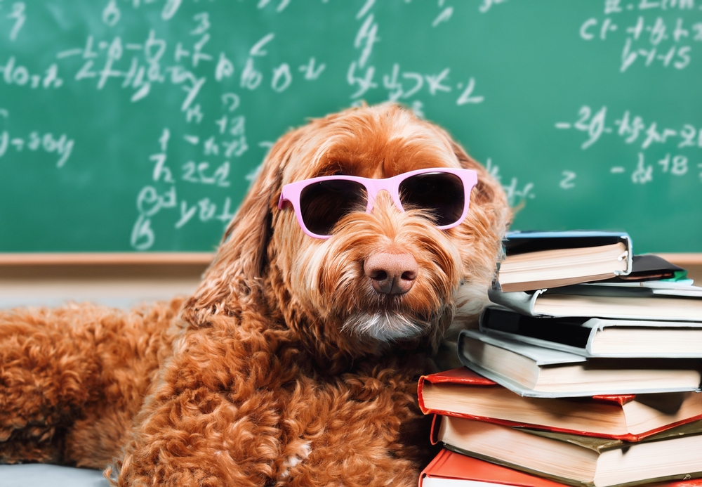 Do you have an early #reader that needs that extra nudge? Register them for Tell Tails where they'll snuggle up with furry friends from Therapy Tails Ontario. Register at hpl.ca/events to attend at select branches in May and June. #HamOnt @hwdsb_arts @cshwcdsb