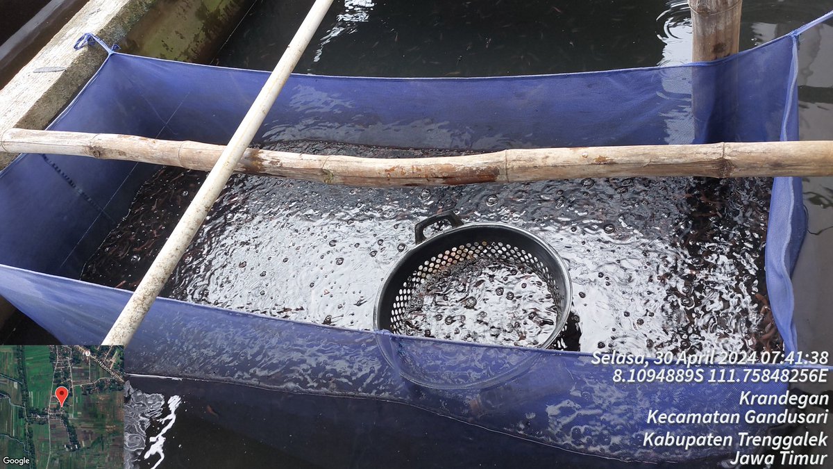 HarfinEko's tweet photo. Selasa (30/04/24), Harfin Eko. Luhkan Kab.Trenggalek,
Panen dan Pendataan Produksi Benih Ikan Lele Bpk.Huda UPR Mina Makmur Ds.Krandegan Kec.Gandusari sebanyak 14.000ekor dg harg 140/ekor
#GiatLuhkanSatminkalBwi #luhlapor #produksi
@bppsdm_kp
@puslatluhkp
@bppsdm_bp3bwi https://t.co/G4dYoP22Zb