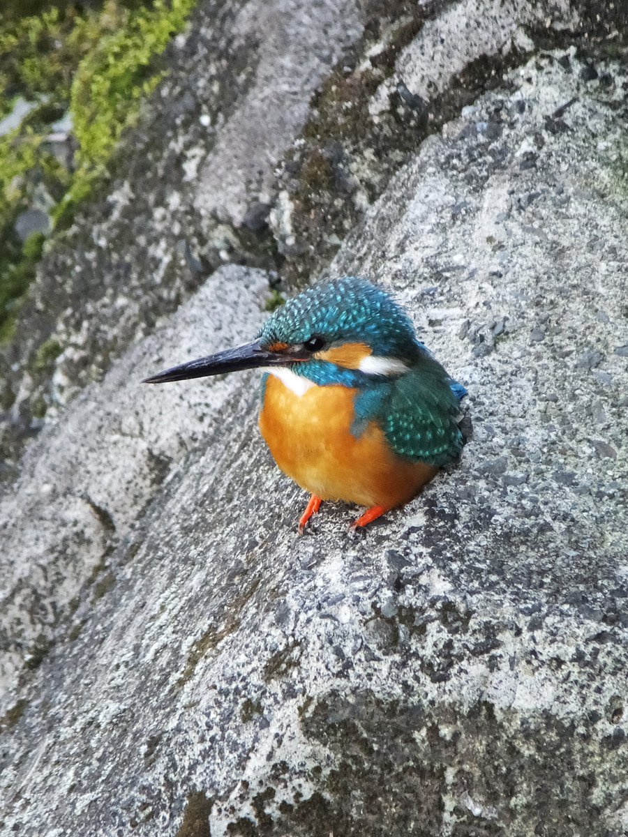 体を丸くしてちょこんと座ってた

#カワセミ #川蝉 #翡翠
#commonkingfisher #kingfisher