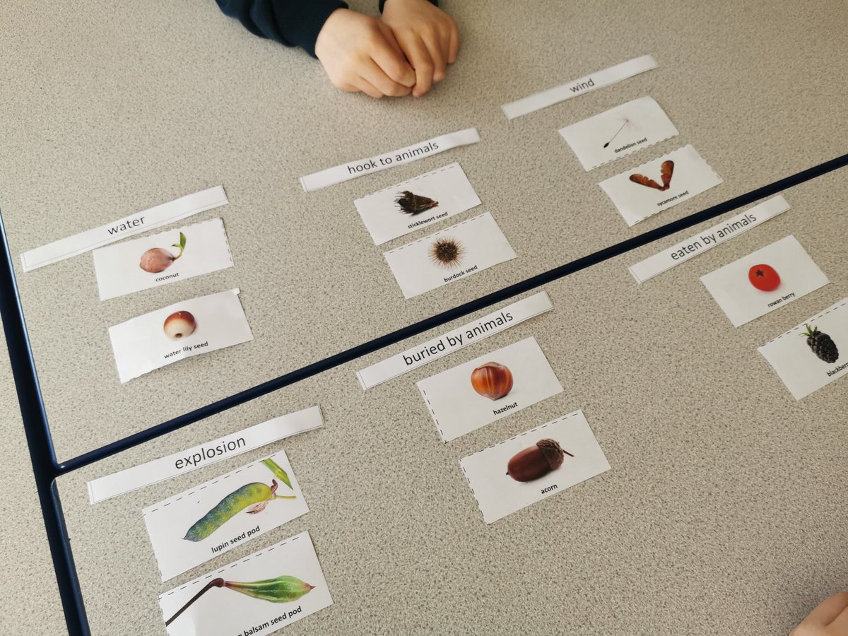 Y3 have had a great start to the week. They have enjoyed learning about pollution and seed dispersal 🌿@TheRoseLearning