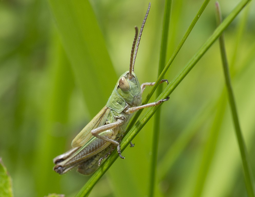 Hanna Alkaf's 'The Girl and the Ghost' is based on Malay folklore of Pelesit, a heritable spirit that often appears as a grasshopper. Pelesit is passed down between generations of the female line as a protective spirit, but can be dangerous. #FairyTaleTuesday #FairyTaleFlash