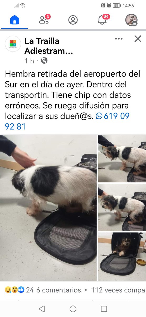 Visto en Facebook..
Perrita encontrada dentro de un transportín,creo que es en el aeropuerto de #Tenerife 
#IslasCanarias
Datos del chip erróneos.
Posiblemente sea un abandono,o al saber..
Rt por favor..🙏🙏