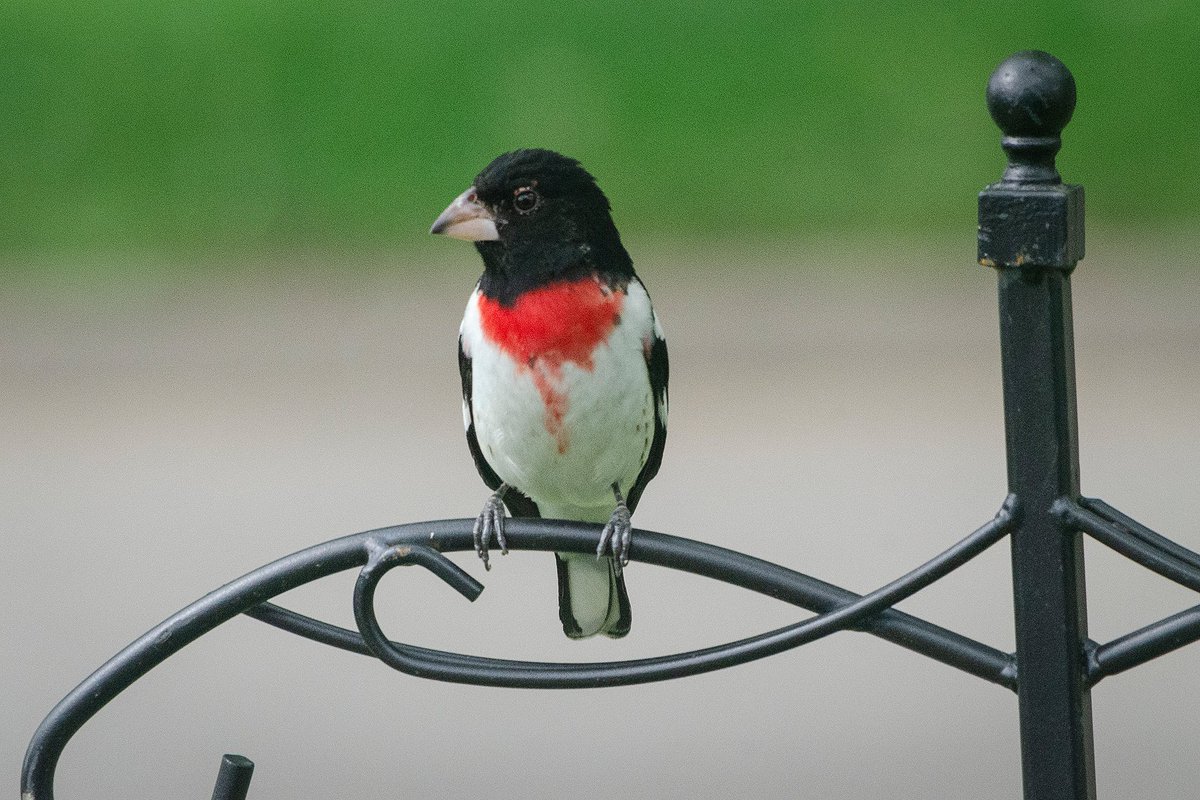 This beauty, a rose breasted grosbeak, visited our feeder many times yesterday. What a delight. ♥️ #birds #nature #rosebreastedgrosbeak #NatureLover #tuesdayvibe #NaturePhotography #NatureBeauty #Spring2024 #photooftheday #beauty