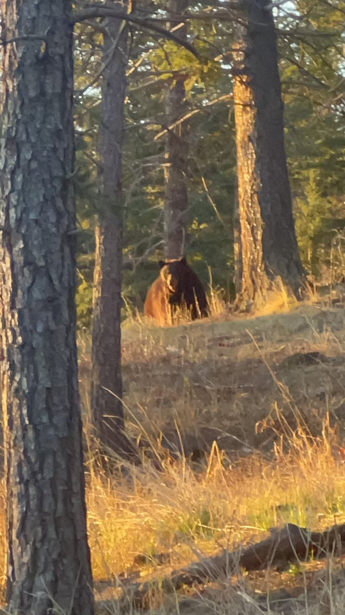 Non basketball, but ran into this power forward at sunrise on the trail.