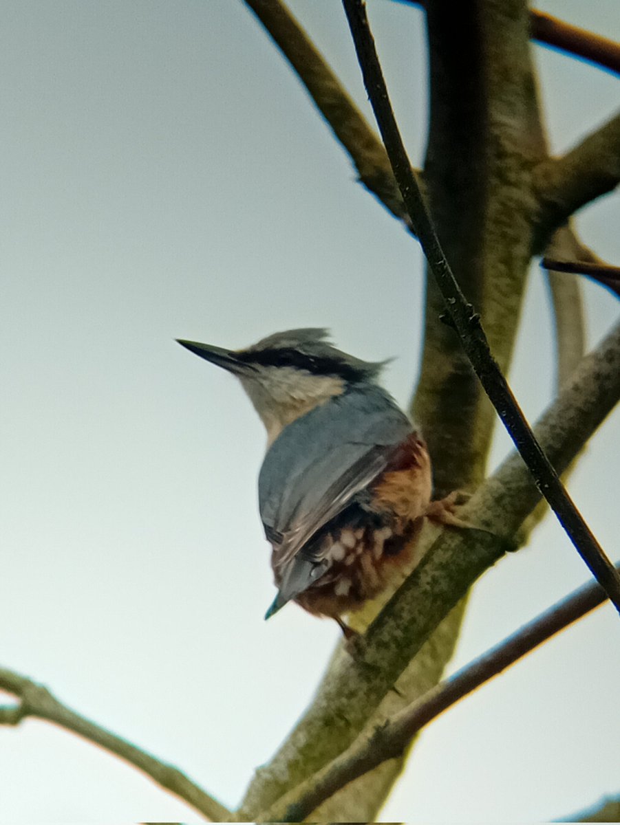 A rather wind swept Nuthatch.