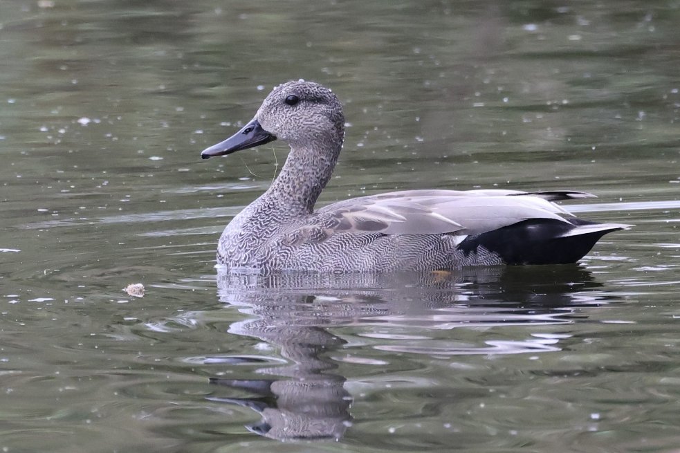 This gorgeous species of duck visited our Seaton Marshes recently 🦆 The Gadwall, Mareca strepera is slightly smaller and slimmer than our common Mallard. They feed in the shallows of water bodies which is called 'dabbling' .. what a great word 🤓 📸 Sue Smith