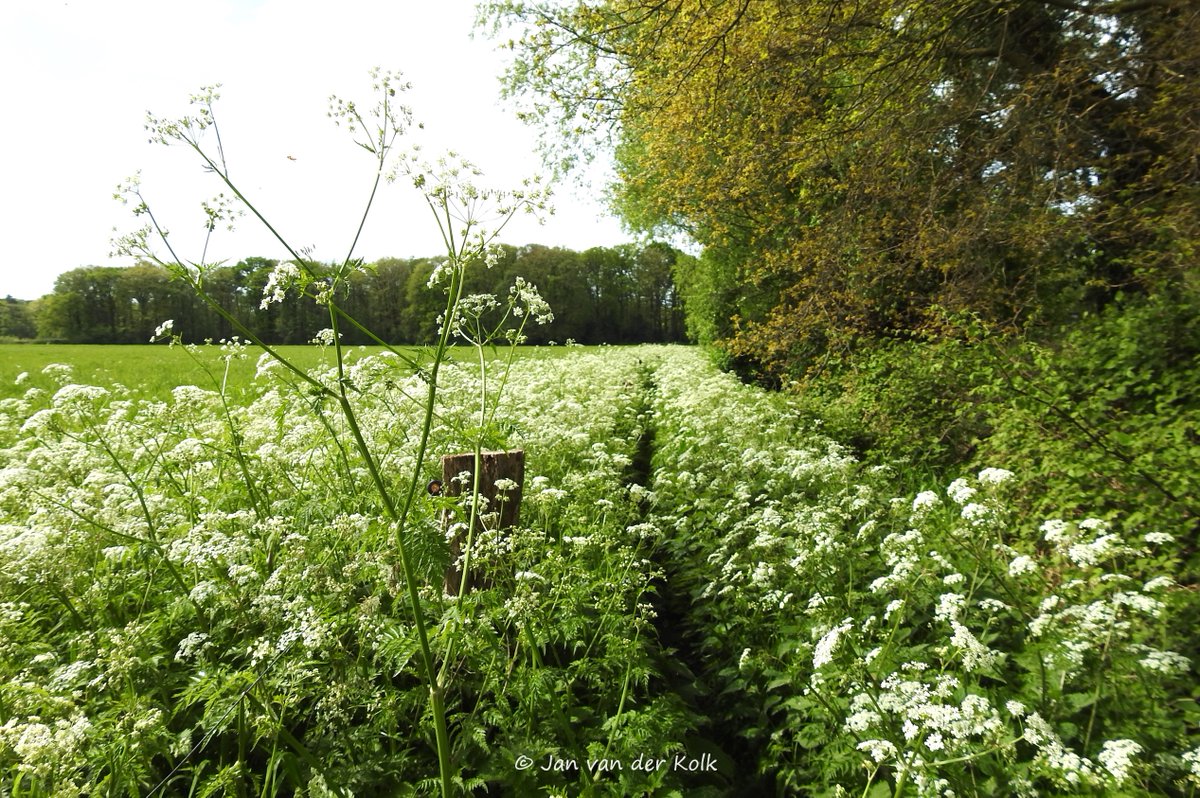 Bekiek Twente tweet media