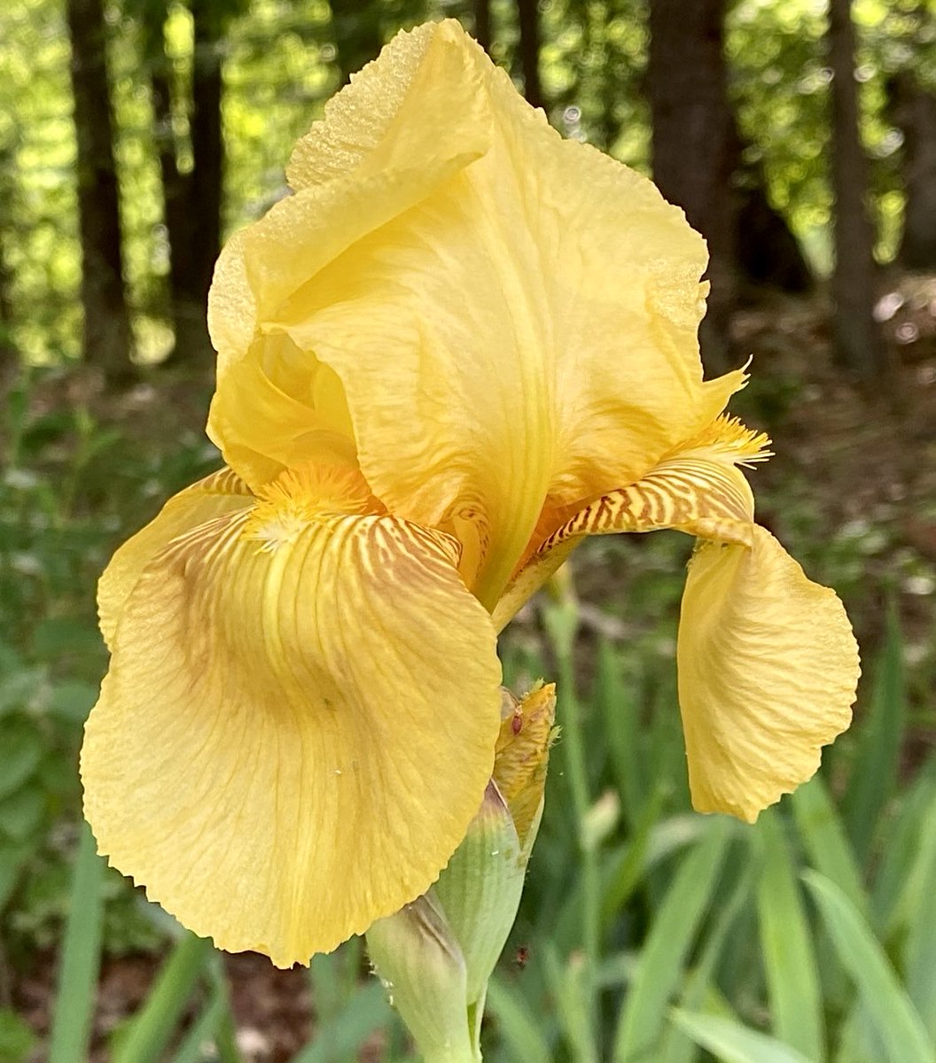 New Iris blooming…💛