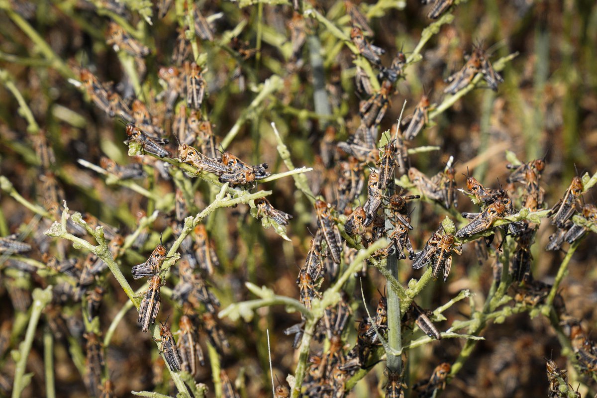 This year the Moroccan #locust infestation has spread to new provinces, like #Badakhshan, as this report on Xinhua mentions: english.news.cn/20240430/8beae… Photo by Hashim Azizi taken in Kunduz two weeks ago