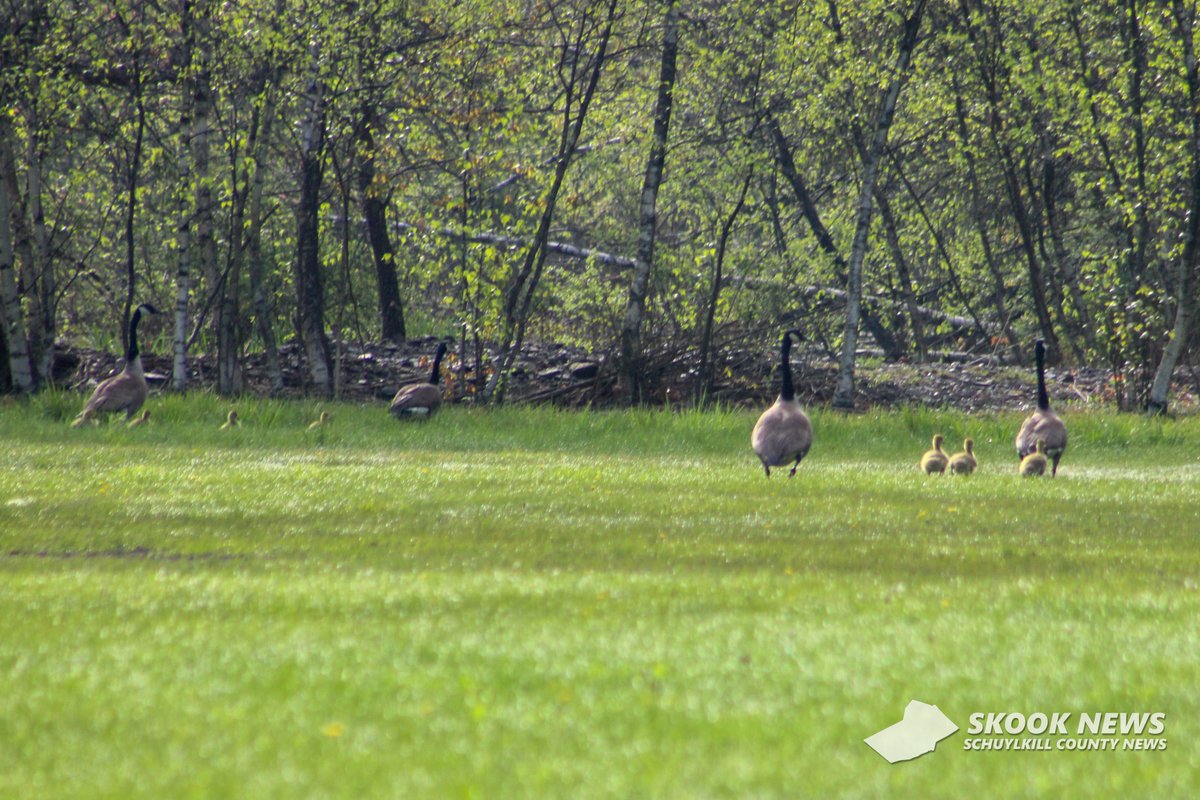 Good Morning Schuylkill County!
Found these two families of geese enjoying the sunny morning at the Shenandoah Youth Soccer Field a short time ago.