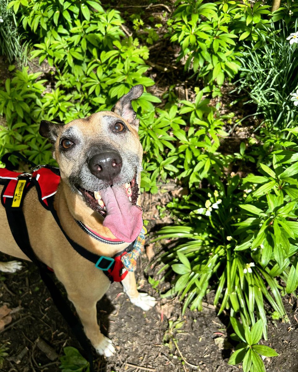 Sebastian loves #TongueOutTuesday 😝 Handsome Sebastian loves squeaky toys, sofa snuggles and snacks! 😋 here he is enjoying a little day trip to a local secure dog field with his favourite person, Chloe 🥰 Start your application and add Sebastian to your favourites today! 🐾